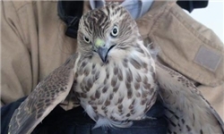دانش آموز مقطع ابتدایی یک پرنده حفاظت شده را نجات داد + عکس