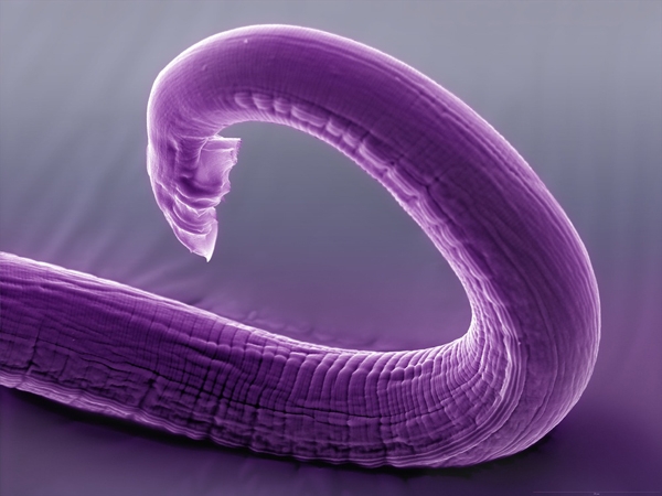 c elegans