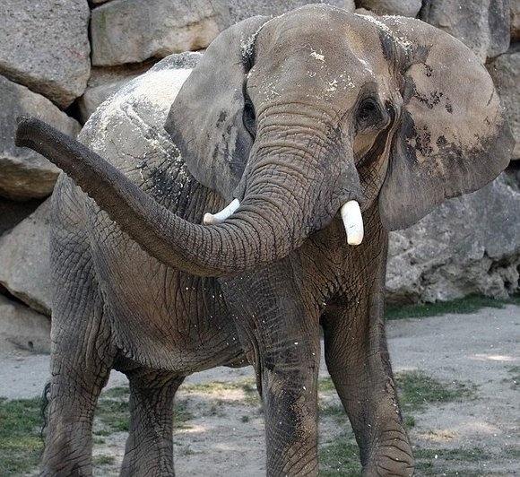تونگا، مادر اولین بچه فیل تولید شده با اسپرم منجمد