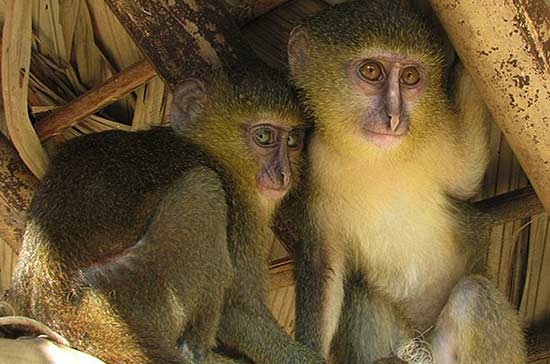 گونه جدید میمون رنگارنگ در آفریقا