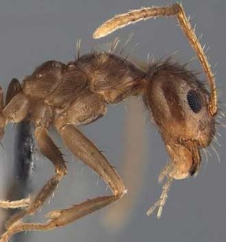 گونه اسرارآمیز مورچه دیوانه راسبری