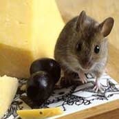 بازیابی بویایی موش‌ها
