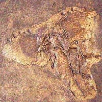 فسیلی از یک پرنده قدیمی با دندان‌ مینایی