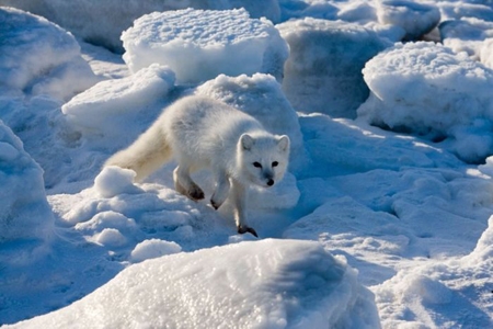 سفید روی سفید: روباه قطب شمال