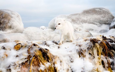 سفید روی سفید: روباه قطب شمال