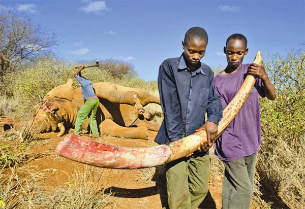 جنگ با سوداگران عاج در کنیا 