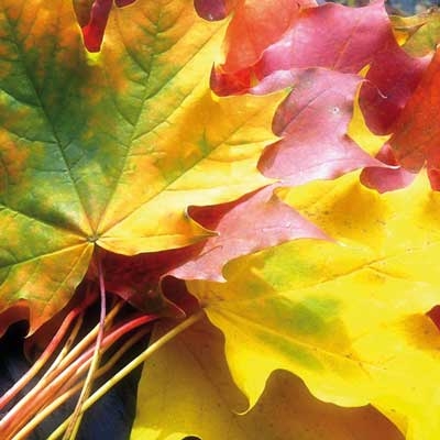 رنگ‌ها و تندیس‌ها در پاییز شهر