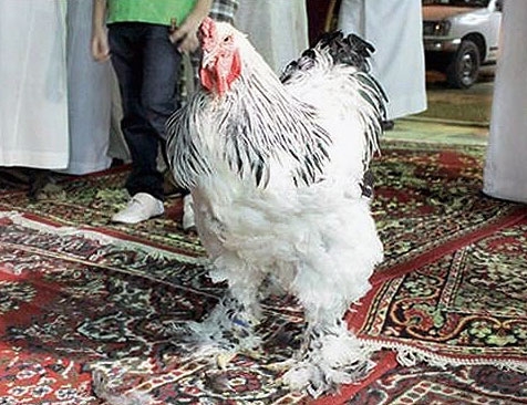 مرغی که ۱۴ میلیون فروخته شد 