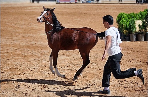 تصاویر جشنواره اسب‌های زیبا و اصیل ایرانی