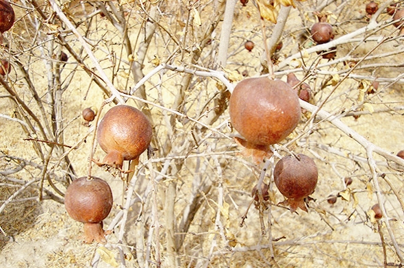 خشکسالی - باغ انار