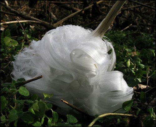 پدیده نادر طبیعت؛ تصاویر ویژه از گل شبنم یخی