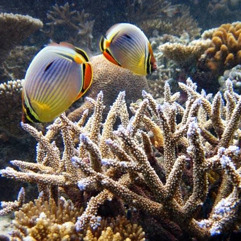 حساسیت بیشتر موجودات دریایی به گرم شدن زمین