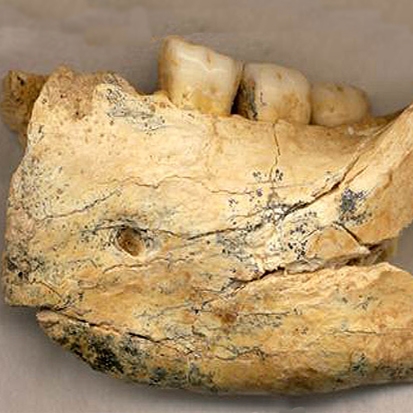 قدیمی‌ترین استخوان فک انسان