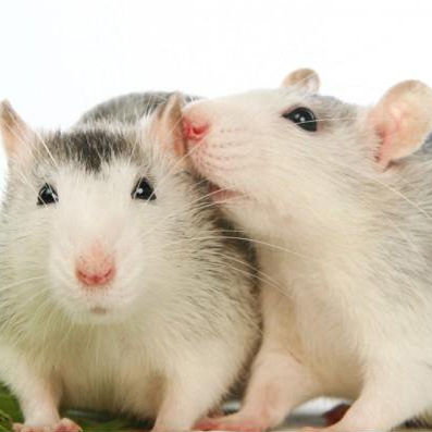 چرا موش‌ها یکدیگر را بو می‌کشند؟
