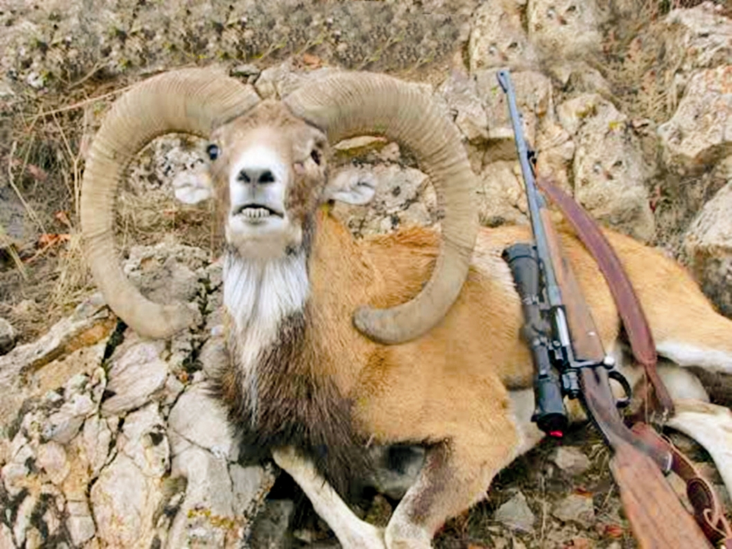 حیات وحش ایران در تیررس یک میلیون اسلحه شکاری