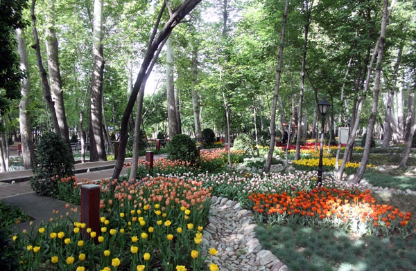 باغ ایرانی میزبان لاله‌ها؛ تصاویر همشهری آنلاین