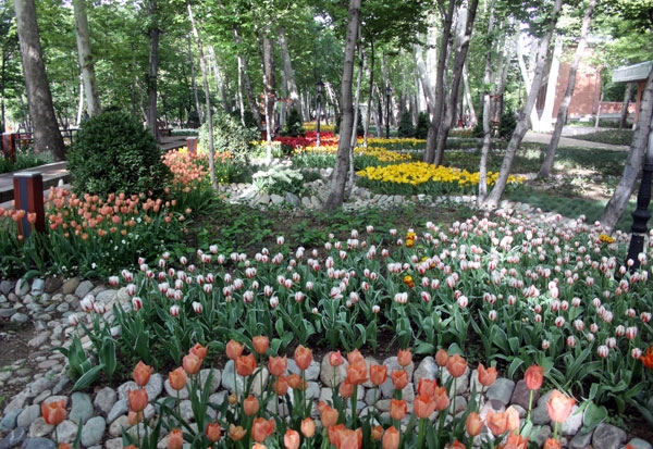 باغ ایرانی میزبان لاله‌ها؛ تصاویر همشهری آنلاین