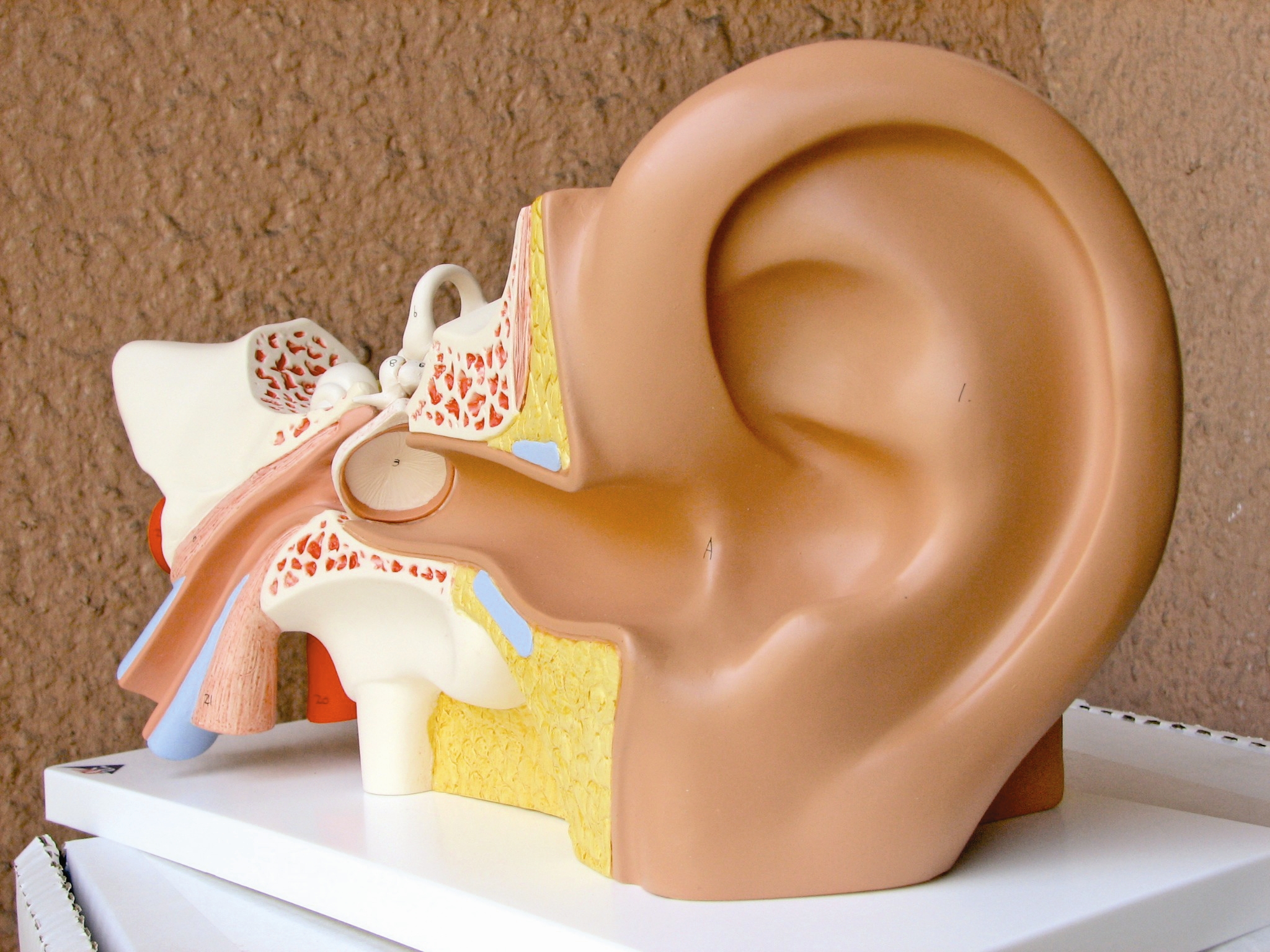 تولید نخستین گوش بیونیک که فراتر از انسان می‌شنود