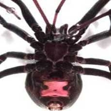 سم عنکبوت، قوی‌ترین پادزهر جهان را ساخت