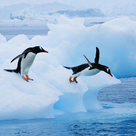 پنگوئن‌ها پرنده یا شناگران حرفه‌ای؟