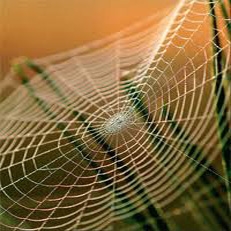 ابریشم عنکبوت، 5 برابر محکم‌تر از فولاد