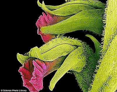 زیبایی‌ پنهان گل‌ها را با میکروسکوپ الکترونی ببینید