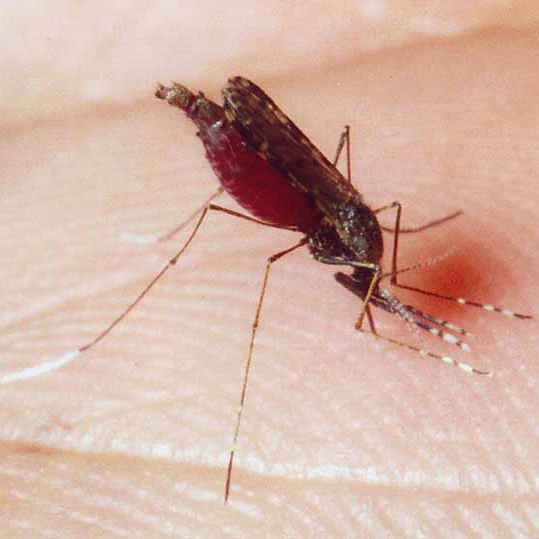 مفاهیم: مالاریا چیست؟