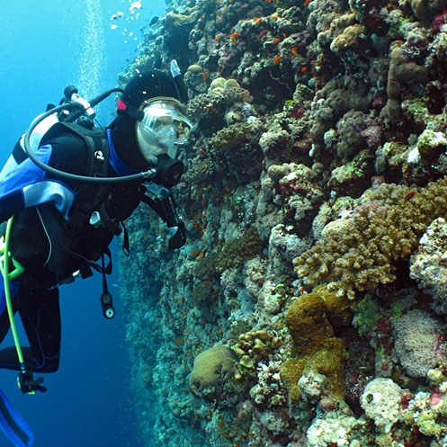 هشت درصد آبسنگ‌های مرجانی دنیا در خلیج فارس