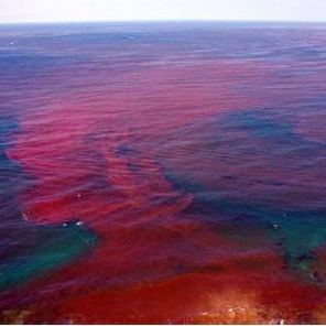 ریزگردها از بروز پدیده کشند قرمز در خلیج فارس جلوگیری می‌کنند