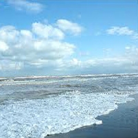 گونه مهاجم شانه دار دریای خزر رو به کاهش است