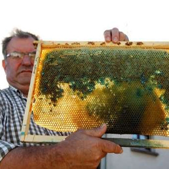 تولید عسل رنگی