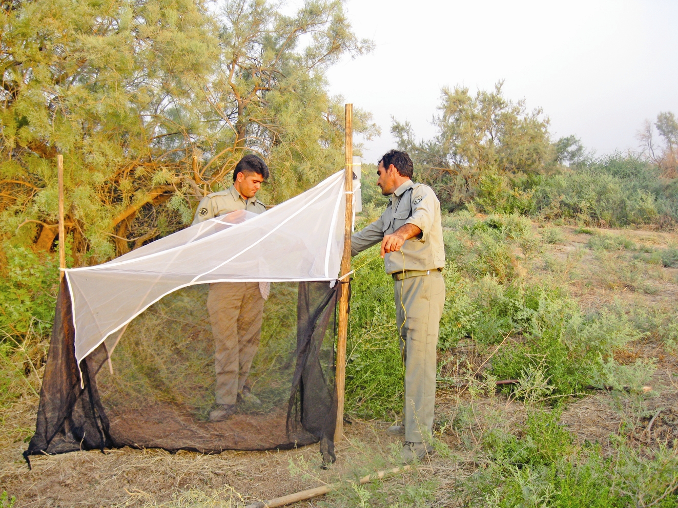 محیط‌بانان درحال نصب تله برای جمع‌آوری مگس‌ها