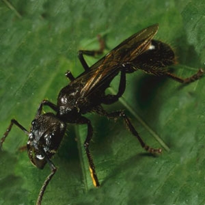 مورچه آتشین، دردناک‌ترین نیش را در میان حشرات دارد