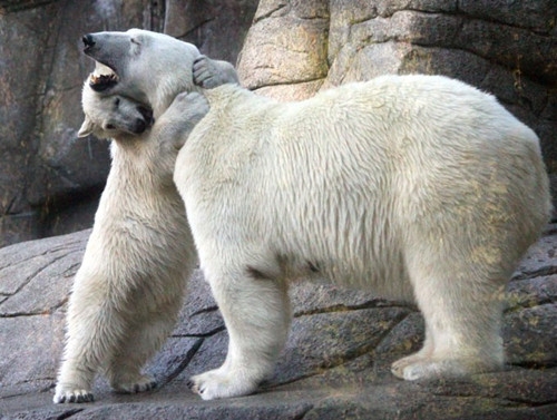 خرس قطبی 