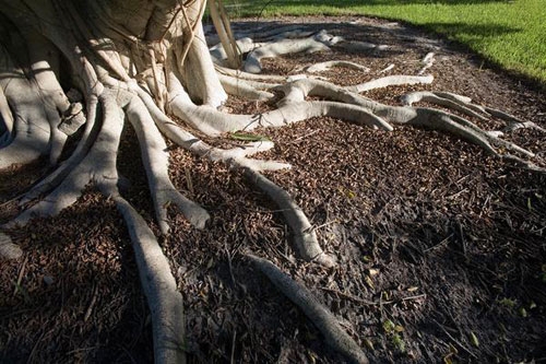ریشه‌ها اسرار زمین را در خود پنهان دارند