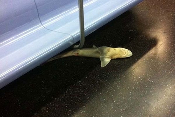 عجیب ترین مسافر مترو نیویورک: کوسه مرده!