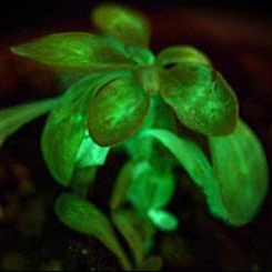 اولین گیاه شب تاب جهان
