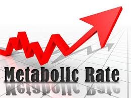 metabolic rate