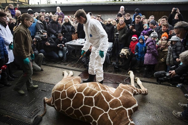 تهدید به قتل رئیس باغ وحش کپنهاگ در پی کشتن زرافه جوان