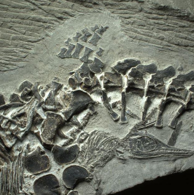 قدیمی‌ترین زایمان مرگبار در یک فسیل ۲۴۸ میلیون ساله