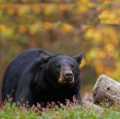 خرس‌های سیاه آسیایی به سیستان و بلوچستان بازگشتند 