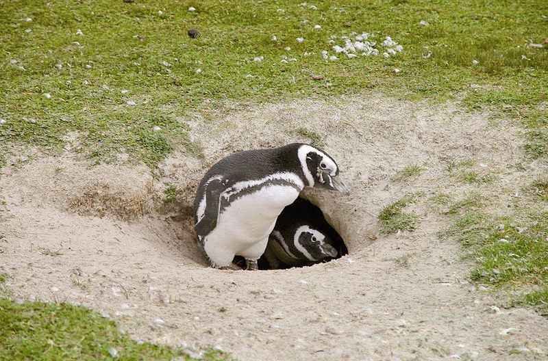 خطر تغییرات جوی برای جوجه‌پنگوئن‌ها