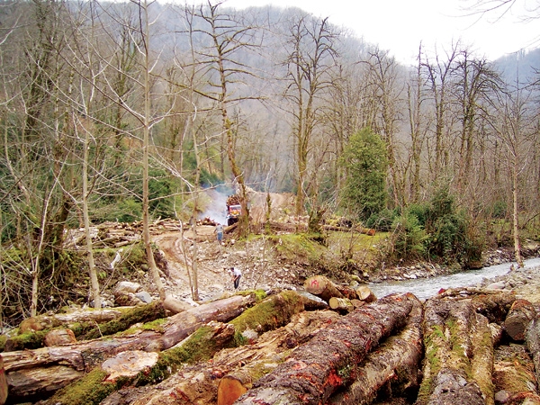 سالانه ۱۰۰هزار هکتار از جنگل‌های کشور تخریب می‌شود