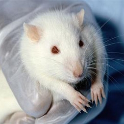 توقف رشد تومورهای سرطانی در موش‌ها 