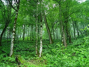 جنگل زاگرس