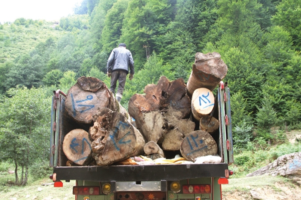 جنگل‌های کشور نیازمند توجه ویژه مسئولان است
