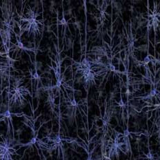 تصویر برداری سه بعدی از فعالیت‌های مغز