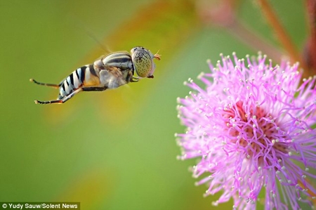 کلوزآپ زنبورها در حال گرده‌افشانی