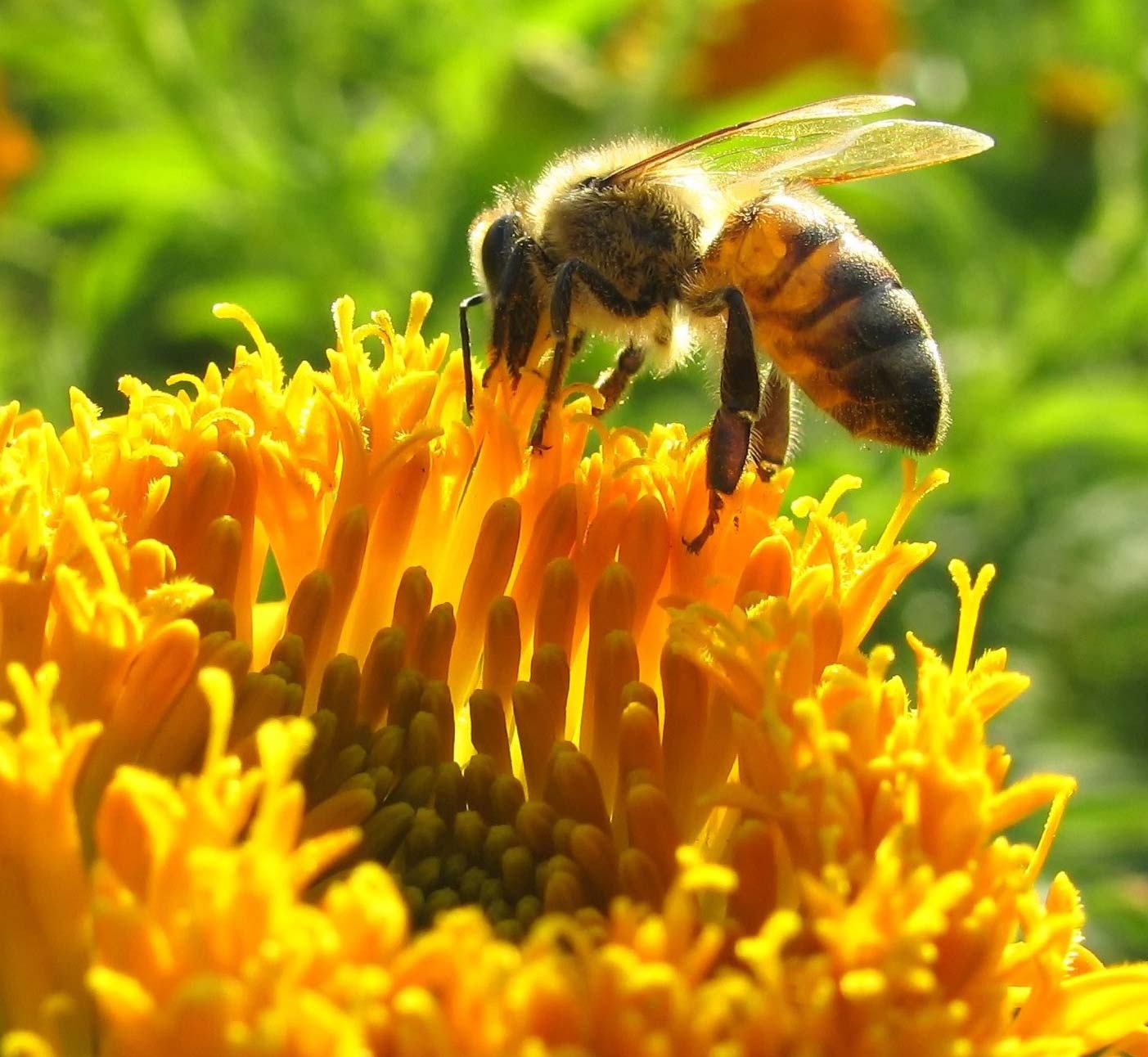 اهمیت زیاد زنبورها برای گیاهان