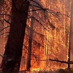 ۹۸ درصد آتش سوزی در جنگل‌ها عامل انسانی دارد